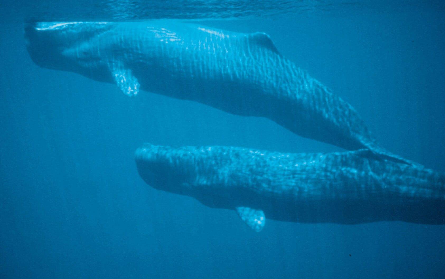 © Benjamin Kahn: sperm whales