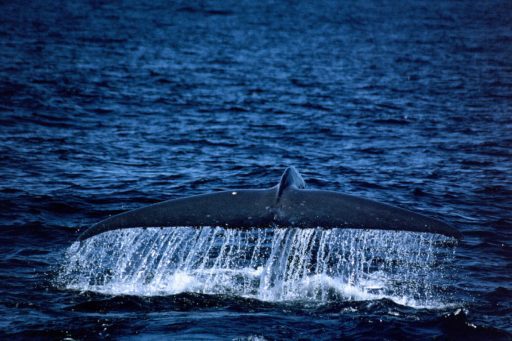 © Benjamin Kahn: blue whale fluke