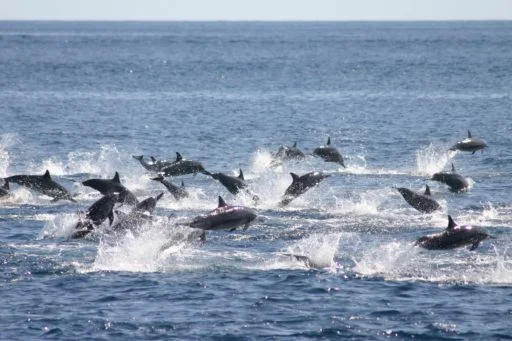 © Benjamin Kahn: spinner dolphins