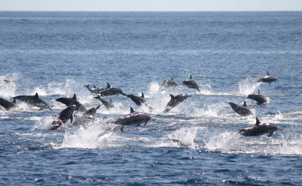© Benjamin Kahn: spinner dolphins