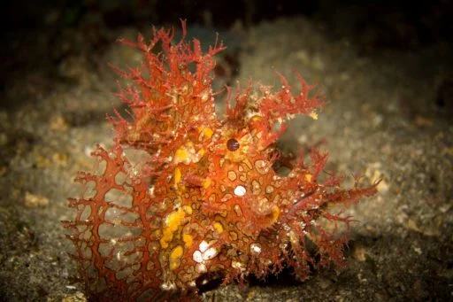 © Nick Everett: rhinopias fondosa