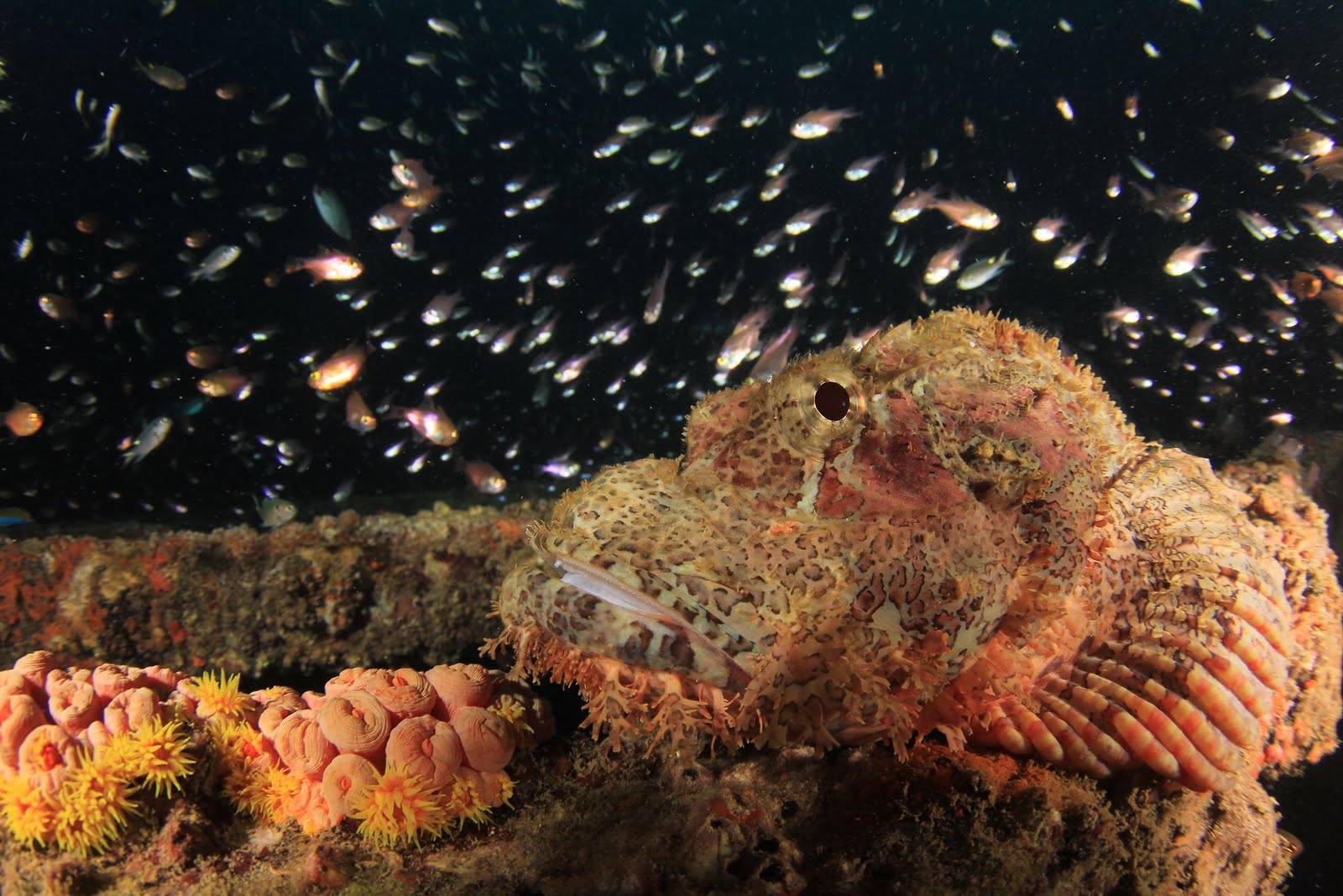 Scuba diving Alor with scorpionfish