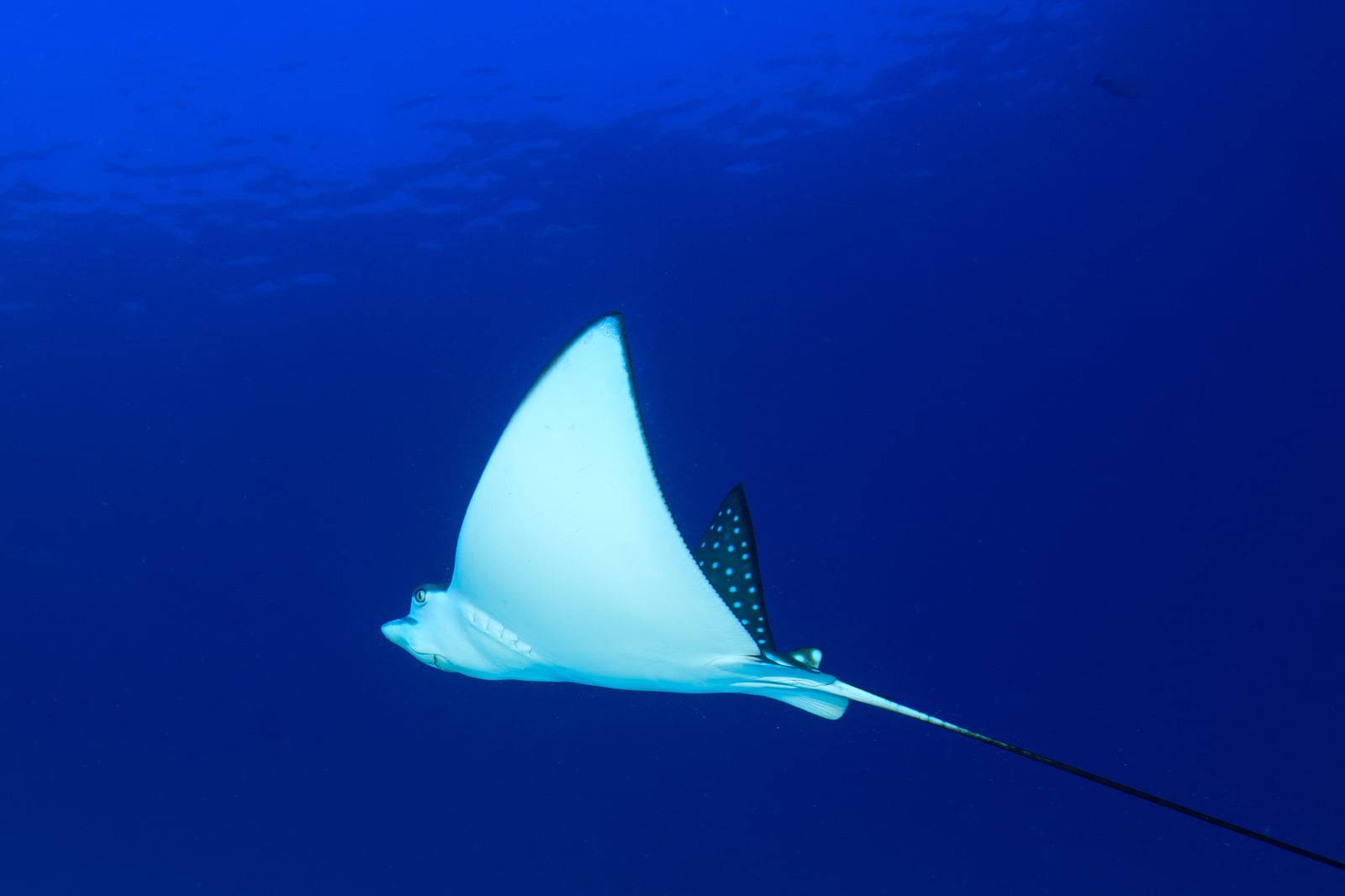 Eagle ray and scuba diving Alor