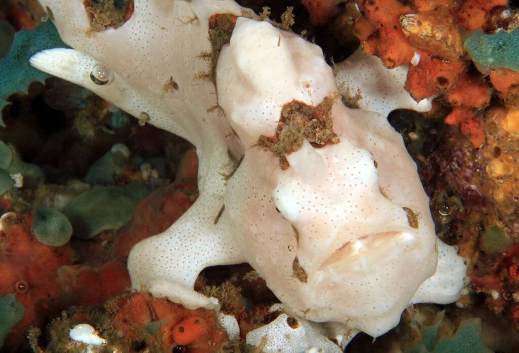 White frogfish