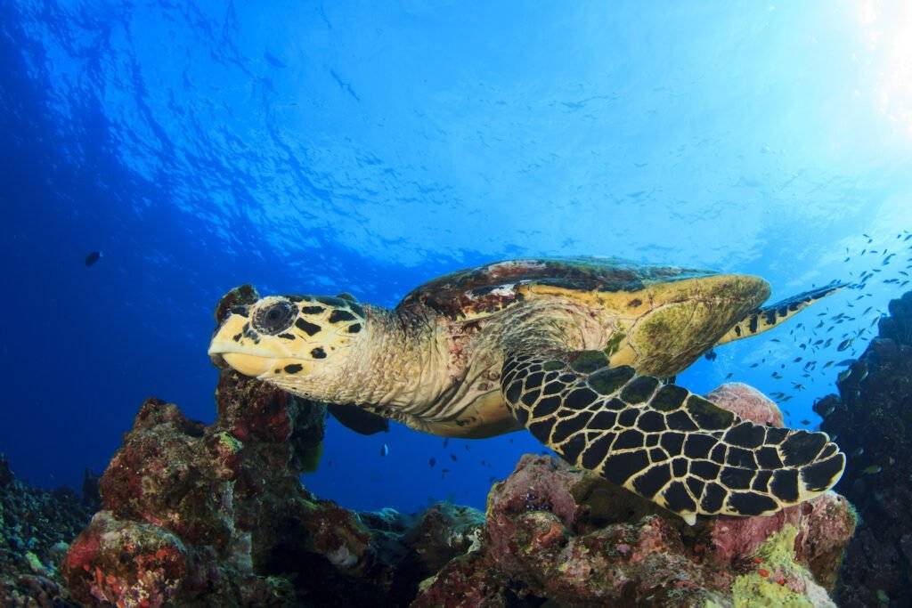 Hawksbill sea turtle in Alor