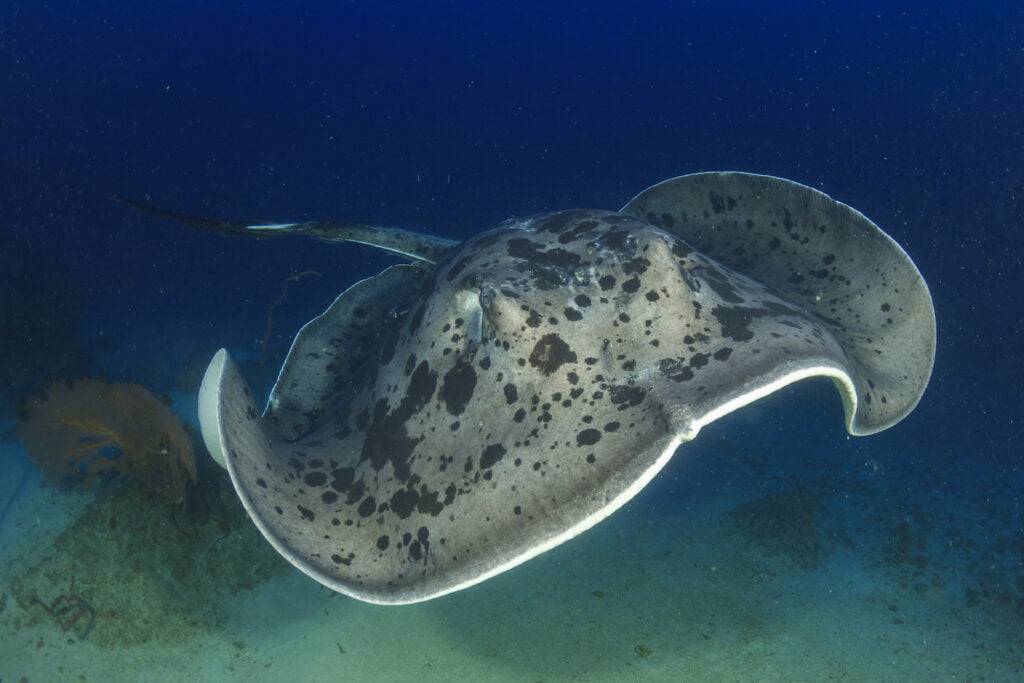 Marble ray scuba diving south Alor