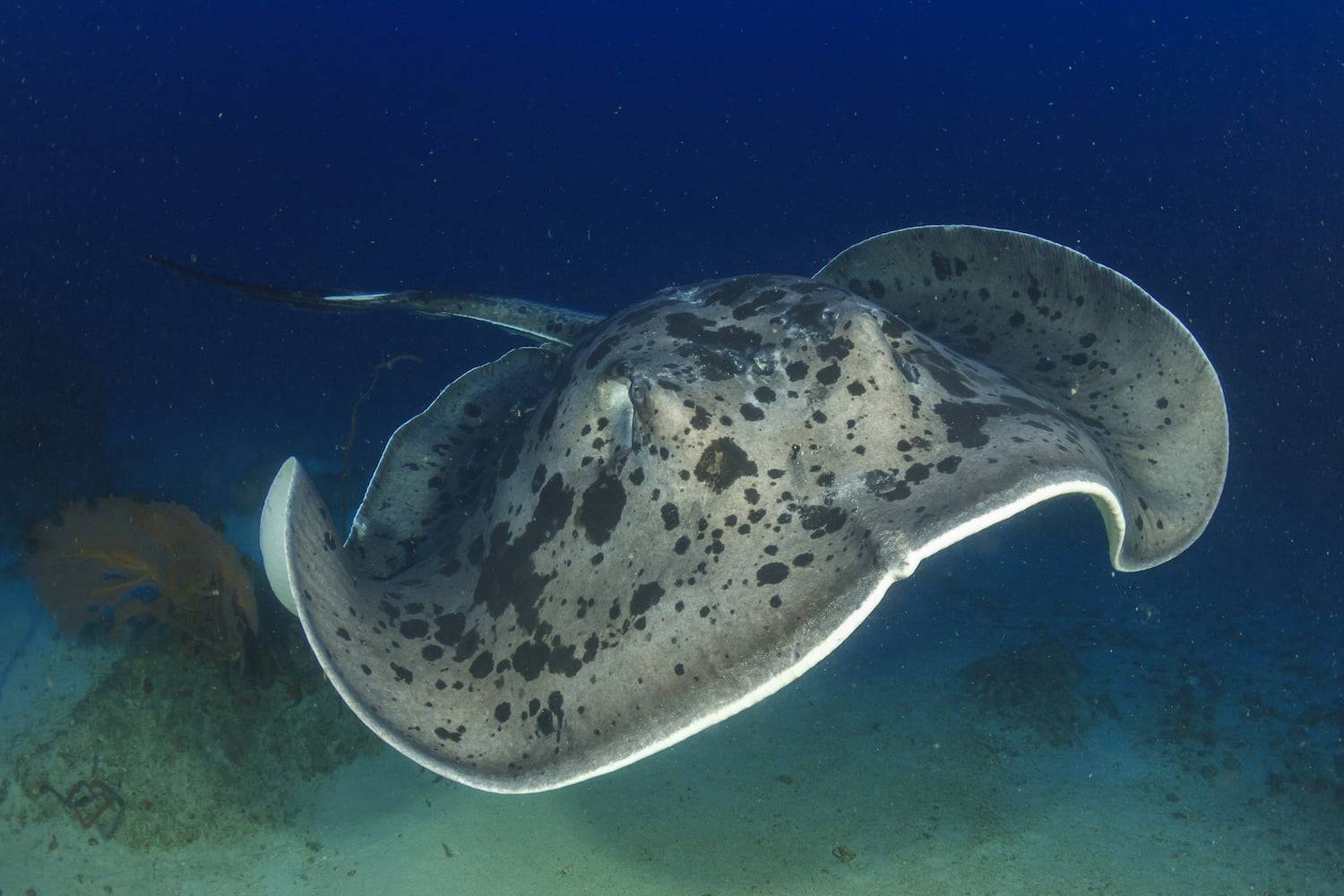 Marble stingray scuba diving south Alor