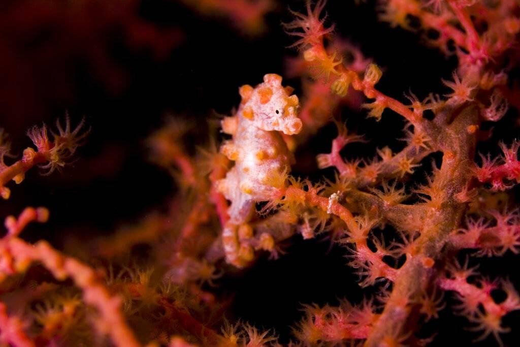 Pygmy seahorse