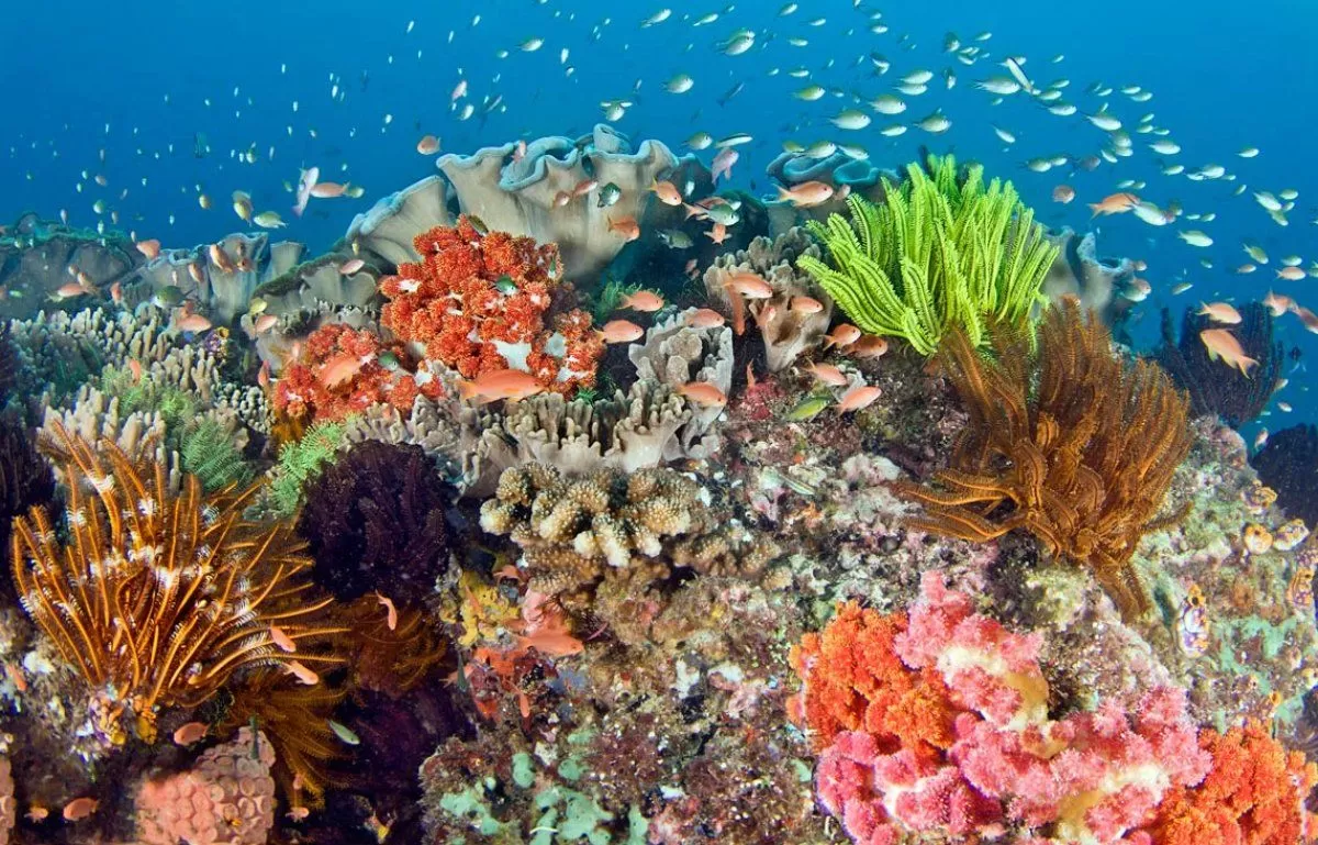 Alor shallow reefs