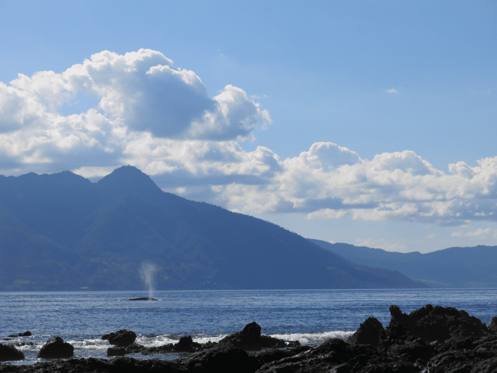 Dolphin and Whale Watching in Alor - marine conservation