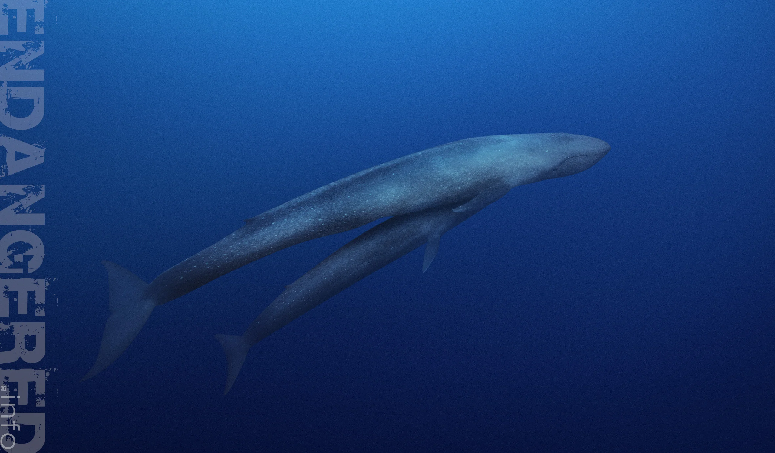 whale watching in Alor