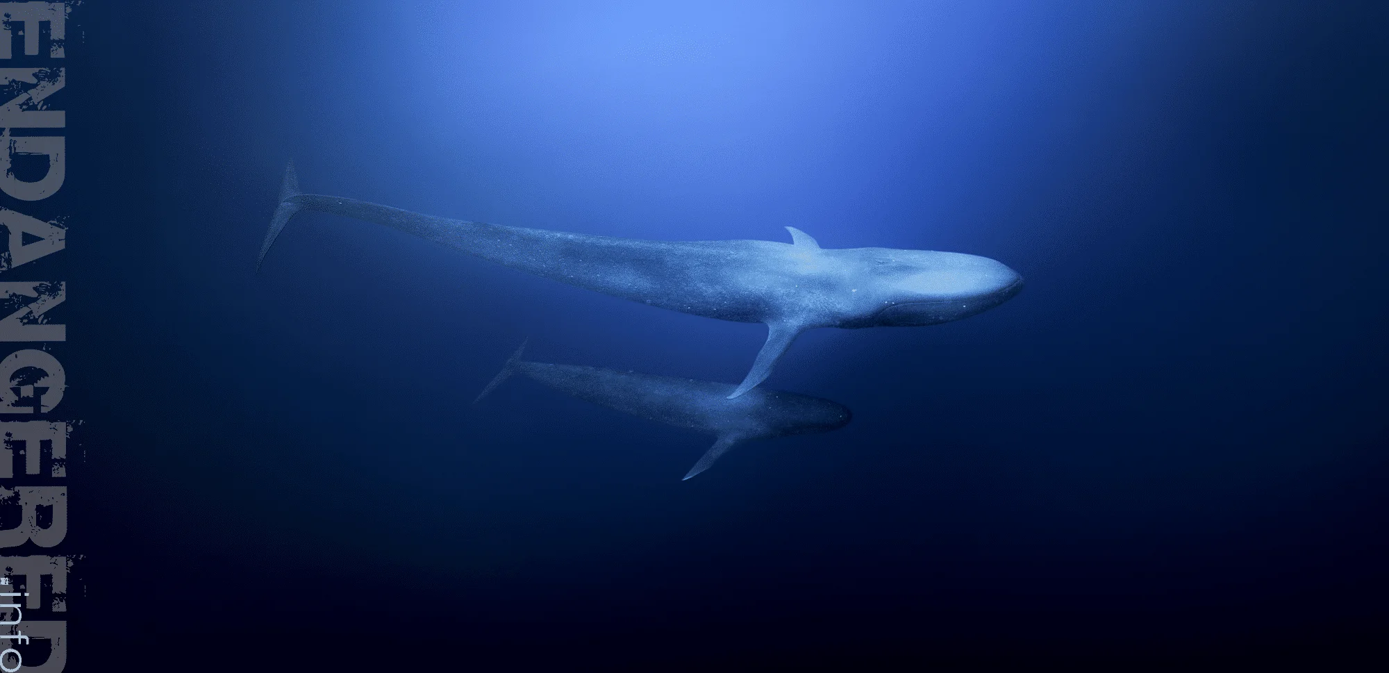 Whale watching Blue whales