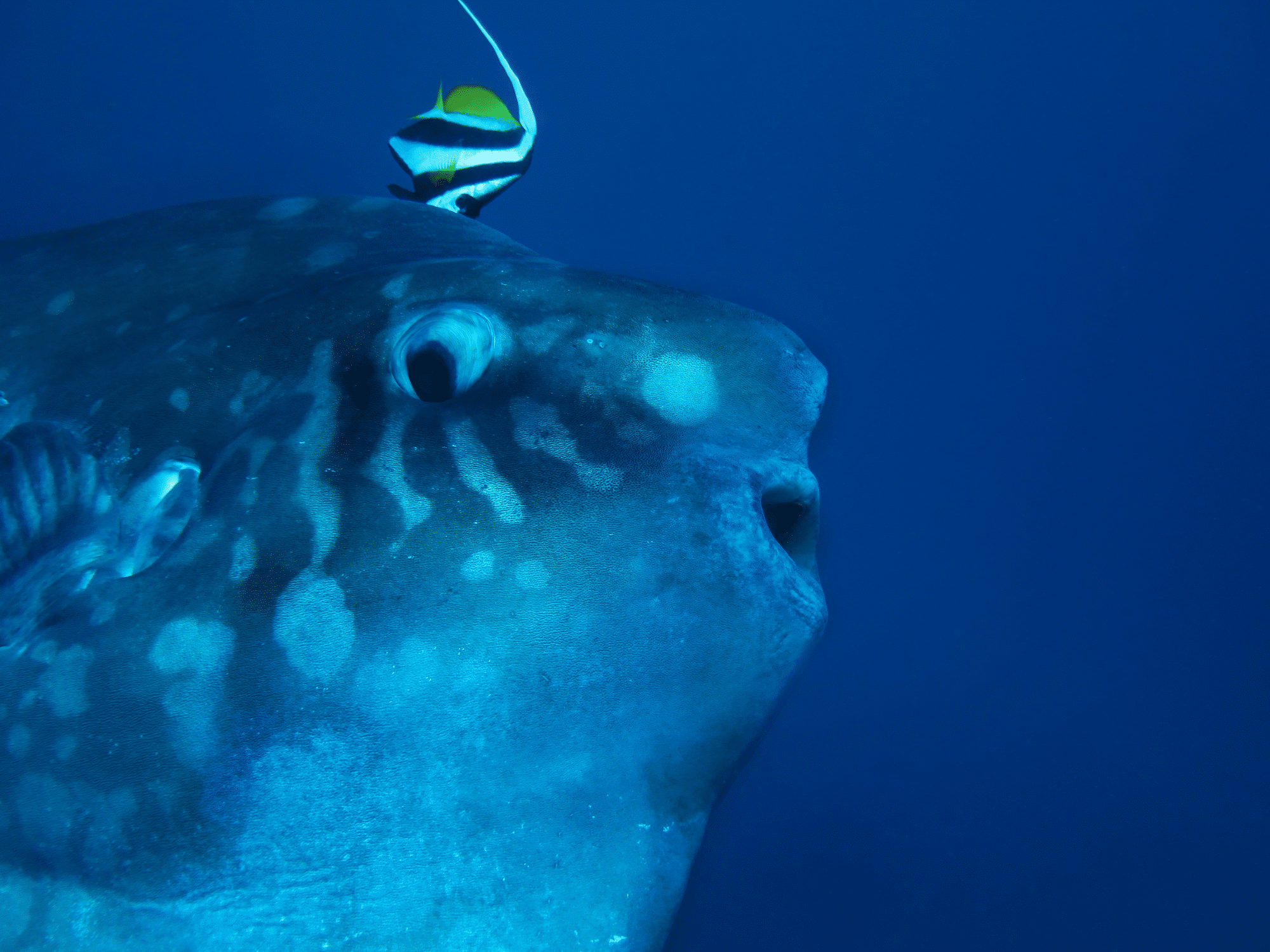 Mola mola cleaning