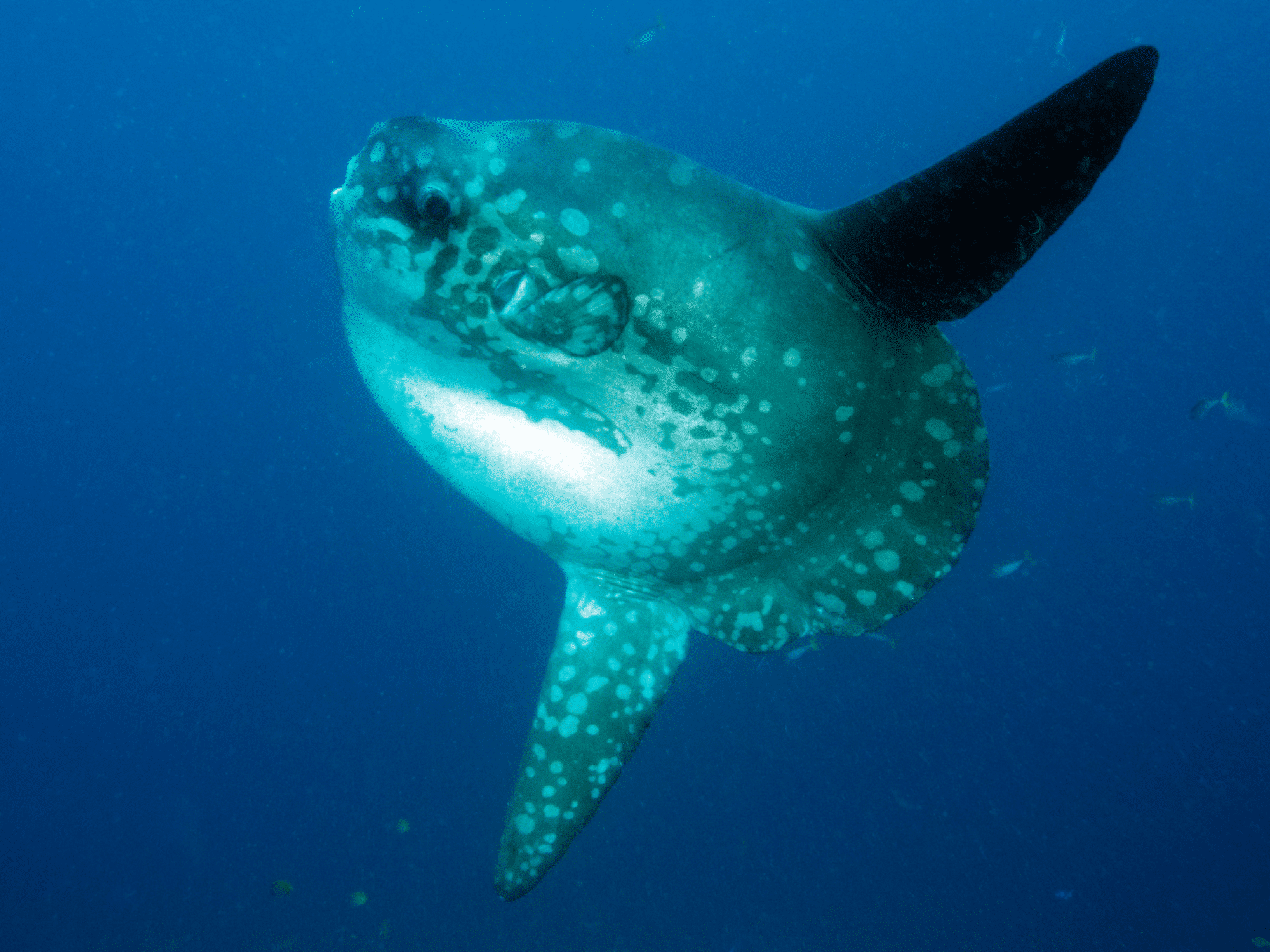 Mola Mola in the Savu Sea, Alor