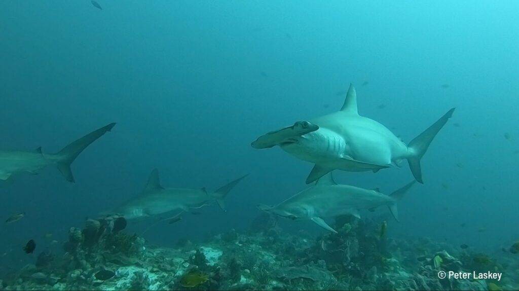 Hammerhead shark diving Alor, Indonesia