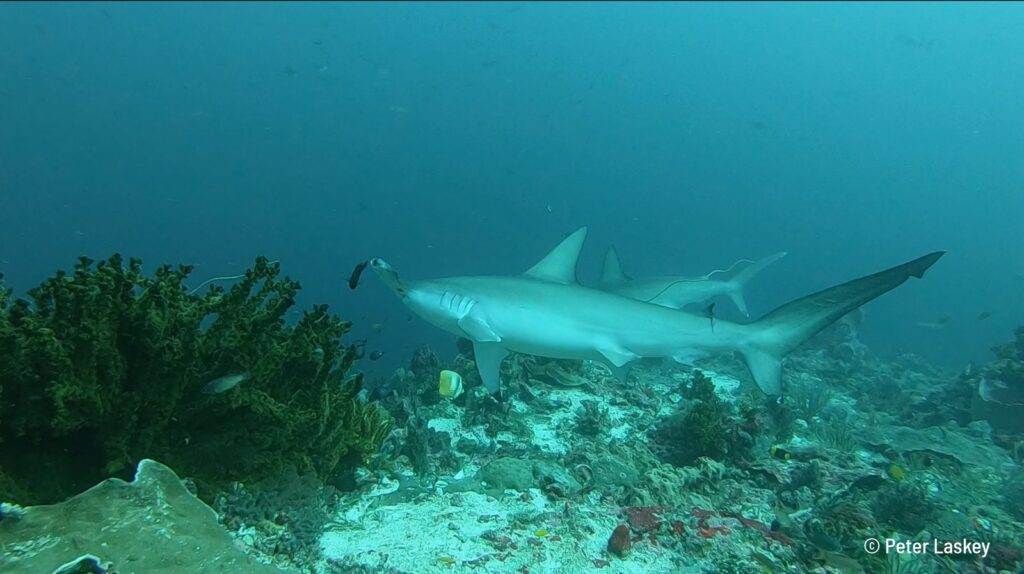 Diving with hammerhead sharks