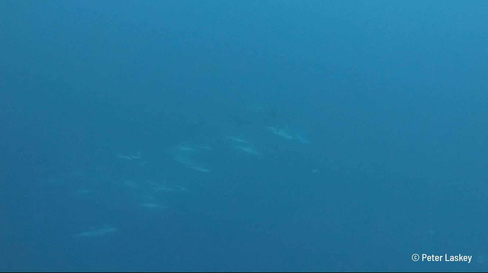 Schooling hammerhead sharks in Indonesia, Alor, Banda