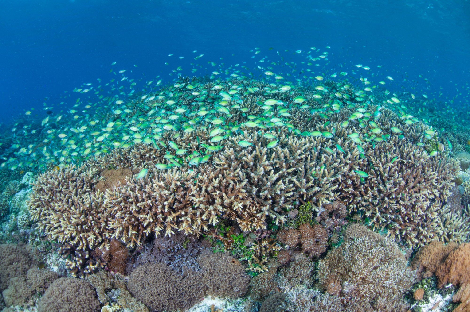 Schooling damselfish over hard branching corals (Acropora)