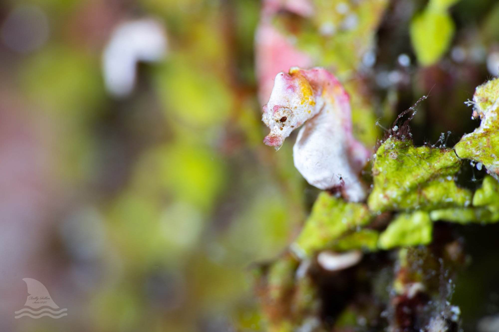 Pontohi Pygmy Seahorse is a macro underwater photography highlight in Alor