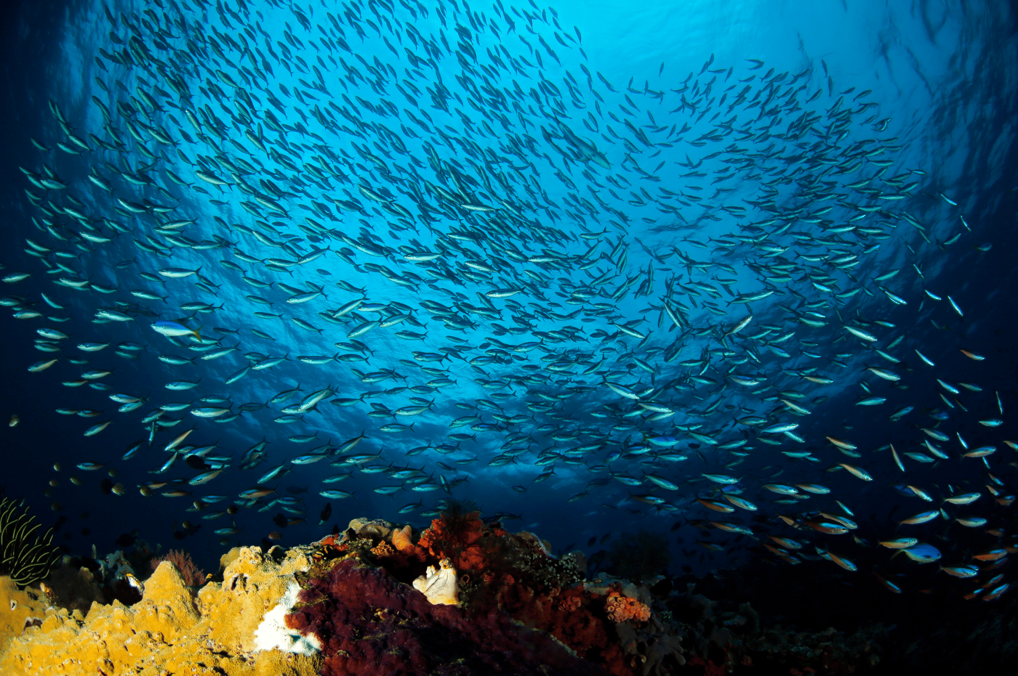 Savu South Alor House Reef
