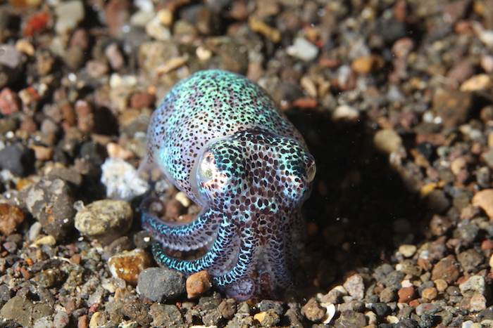 Bobtail Squid on a night dive on SAVU South Alor House Reef 