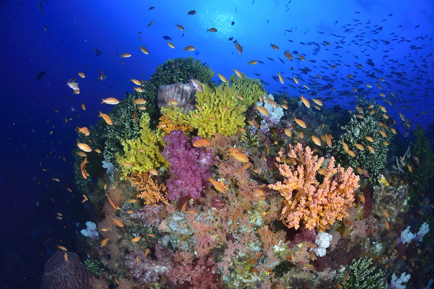 Wideangle Underwater Photography in Alor